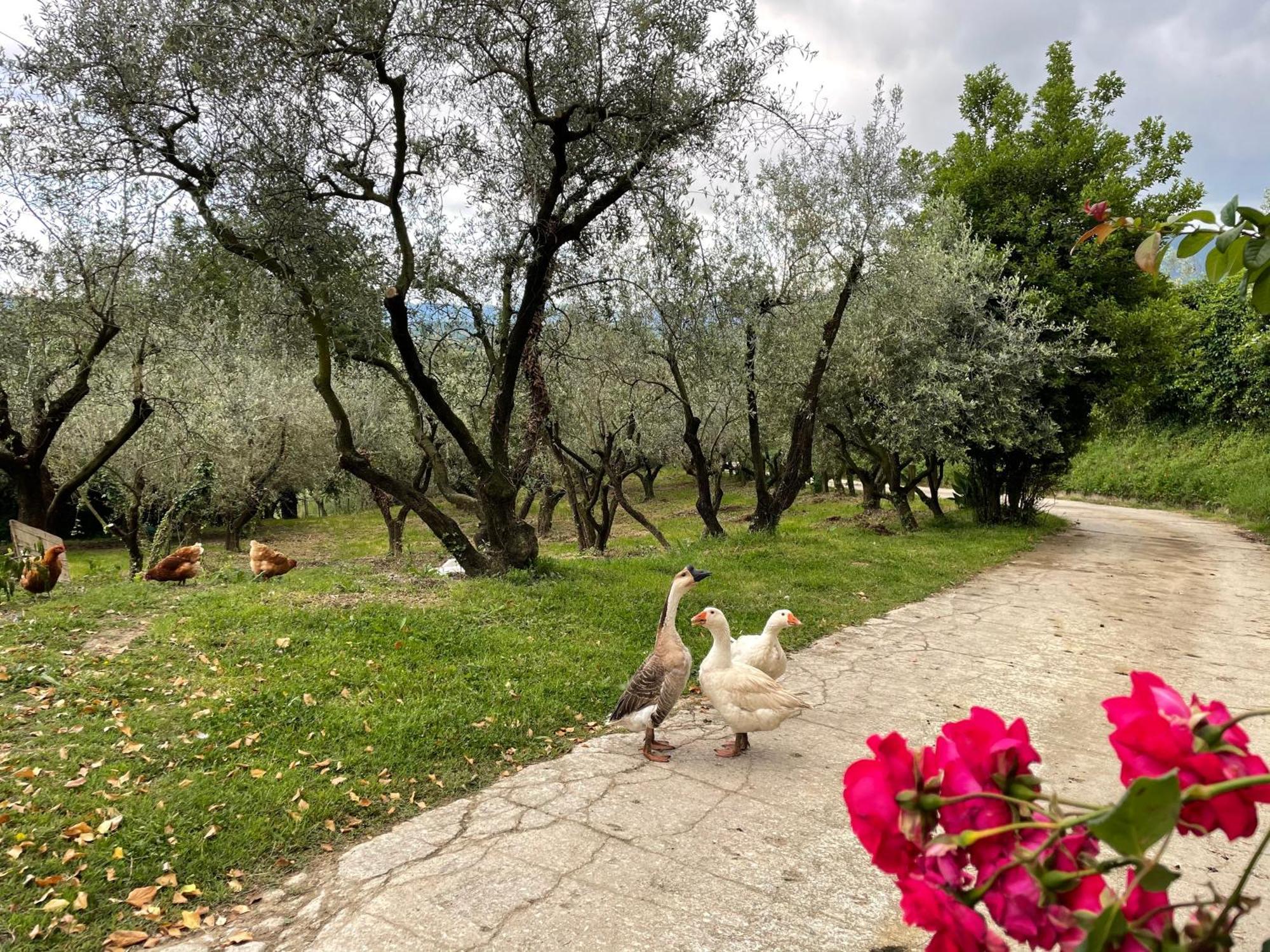 אנגני Agriturismo Torre Ercolana מראה חיצוני תמונה