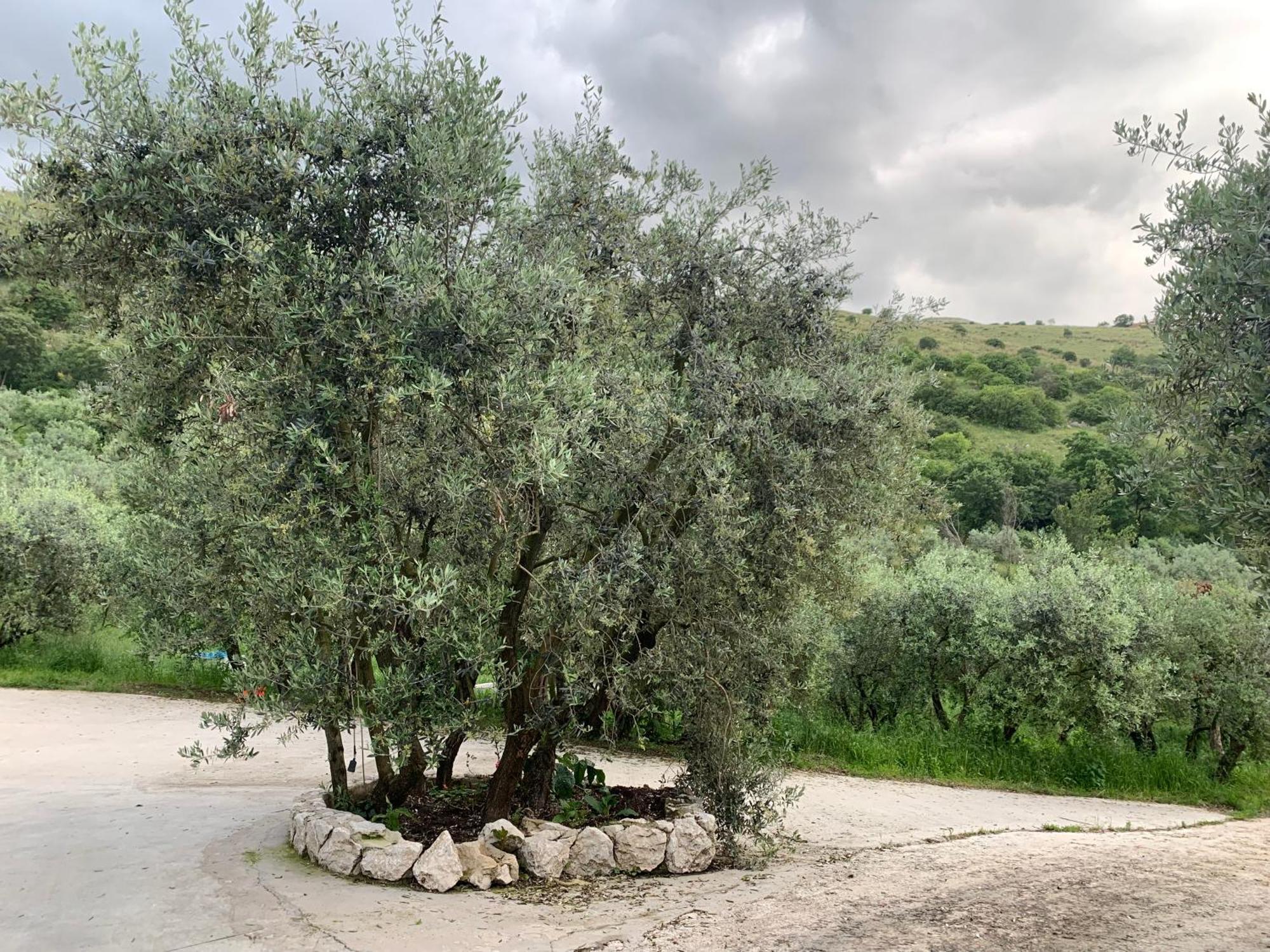 אנגני Agriturismo Torre Ercolana מראה חיצוני תמונה